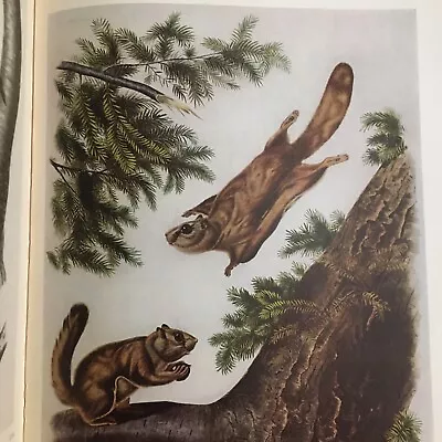 Audubon's Animals. The Quadrupeds Of North America.1954 Compiled By Alice Ford • $10