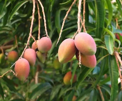 3 Florigon Mango Seeds | USA Seller | Non GMO Organic • $15.99