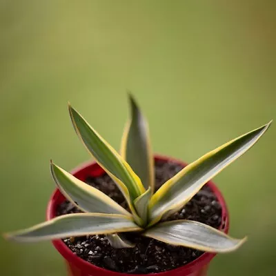 Agave 'Galactic Traveller' - Stunning Colourful Agave Perfect For Outdoor Garden • $39.45