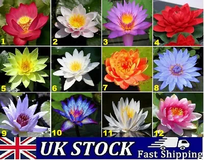 Lotus Flower Seeds Nelumbo Nucifera Aquatic Water Lily Sacred Plant Pond Seeds • £5.90