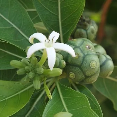 Morinda Coreia Syn Tinctoria - INDIAN MULBERRY TREE - Seeds! • $4.99