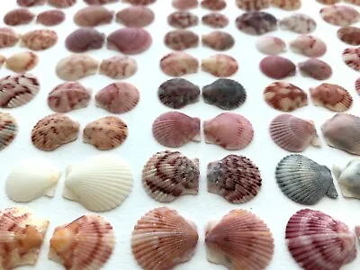 100 Scallop Seashells .5”-.75  Beach Frame Crafts Art Wedding Shells Sign SV #C2 • $37.50