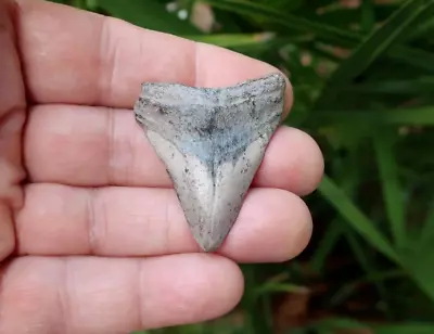 1.88  Megalodon Shark Fossil Tooth Florida • $9.99