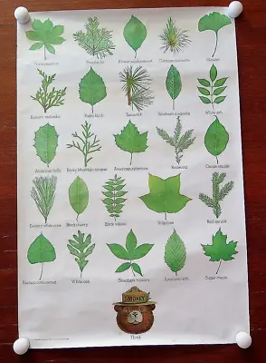 Vintage Smokey Bear Nature Poster THINK Forest Service 20X30 Leaves & Needles • $18.99