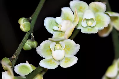 Chiloschista Parishii  Green  Small Leafless Orchid Mounted • $24.65