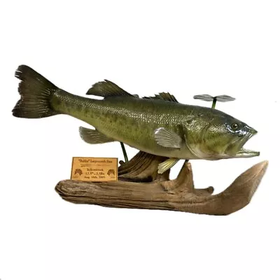 Largemouth Bass 17.5” 3.5lbs Real Skin Taxidermy Mount • $199.95