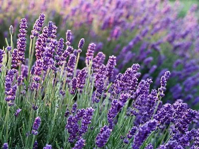 £5.99 • Buy 4 X 'Lavandula Angustifolia' English Lavender Plug Plants