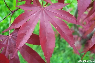 $5 • Buy Japanese Red Maple Seeds