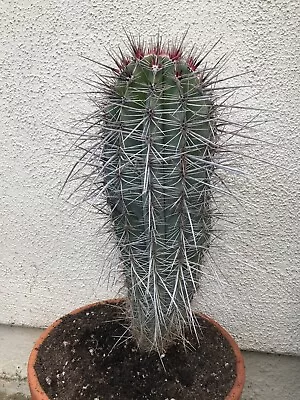 Beautiful Long Spines Mex. Pachycereus Pringlei Giant Cardon Cactus #46 • $89.50