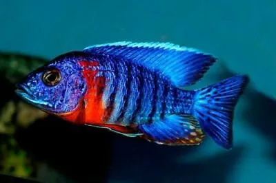 African Peacock ** Aulonocara Hansbaenschi ** Malawi Cichlid ** Peacock Mbuna • £10.99