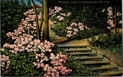 Mountain Laurel (Kalmia Latifolia) In Pennsylvania Mountains-posted 1944 • $3.99