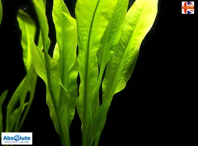£3.99 • Buy Amazon Sword Plant Tropical Aquarium Live Plant Echinodorus Bleheri Spare Lead