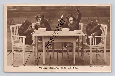 Postcard UK Young Chimpanzees At Tea Zoological Society  London FW Bond C (I10) • £6.99