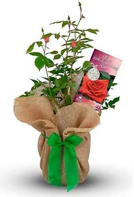 £27.99 • Buy China Wedding Gift Rose - 20th Anniversary Gift - Gift Wrapped With Huge Bow