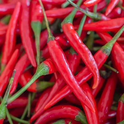 Hot Cayenne Pepper Seeds | Heirloom & Non-GMO | Fresh Vegetable Seeds • $192