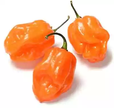 Habanero Pepper Seeds - Pepper Seeds - USA Grown - Non Gmo • $6