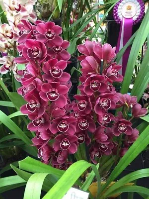 Cymbidium Orchid - Ruby Valley ‘Box  Of Chocolates' -  With 1 Flower Spike • $45