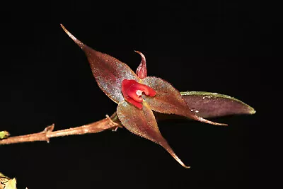 Lepanthes Grandiflora Miniature Orchid Mounted • $45.05