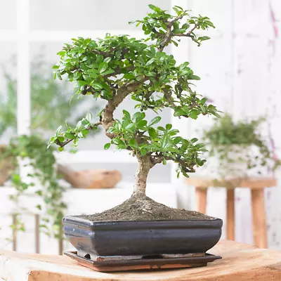 Bonsai Chinese Elm Tree - Traditional Japanese Indoor Houseplant In 15cm Tray • £34.99