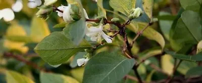 Lonicera Fragantissima Winter Honeysuckle 200 Seeds A • £8.03