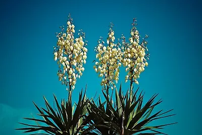 Yucca Filamentosa P9 10-20cm Evergreen Hardy Adams Needle Exotic Tropical Plant • £5.25