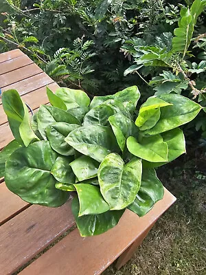 Pothos  Devils Ivy Plant Cutting House Plant Epipremnum Aureum Global Green • $5.98