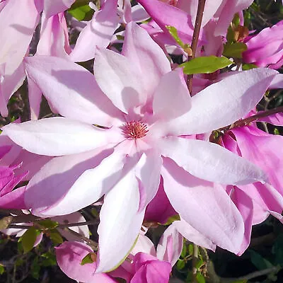 Magnolia Betty Deciduous Hardy Garden Shrub Fuchsia Pink Flowers In 9cm Pot • £11.99