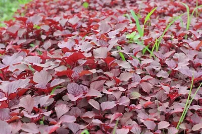 2000+pcs Red Spinach/ Red Amaranth Seeds/ Rau DỀn ĐỎ | 90% Germination | • $4.99