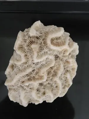 Each Is Priced Separately-Sea Corals Fossils - Brain - Rose From $19 To $300 • $26