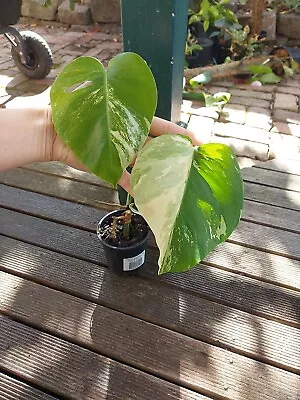 Variegated Monstera Deliciosa Borsigiana Variegata Albo Aroid Established #3 • $70