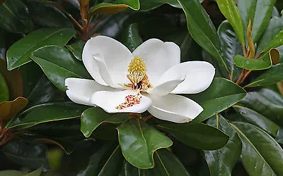 7 SEMI DI Magnolia Sempreverde (Magnolia Grandiflora L< • £2.98