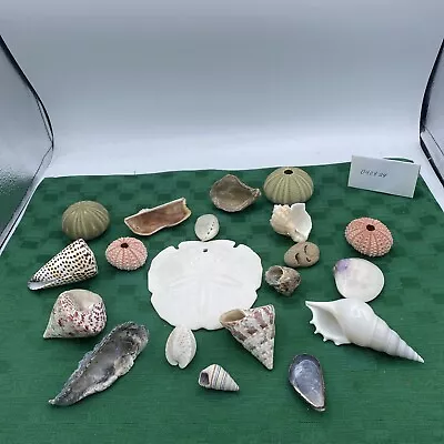 Mixed Lot Of 20 Seashells Sea Shells Crafts Decorating Fish Tank • $10.38