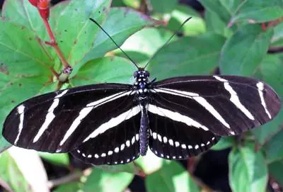 ZEBRA LONGWING BUTTERFLY GLOSSY POSTER PICTURE PHOTO PRINT Cool Striped Bug 4018 • $14.99