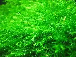 Willow Moss Fontinalis Antipyretica BUY 2 GET 1 FREE  Easy Live Aquarium Plants • $7.79