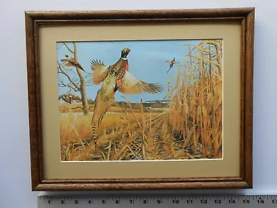 Maynard Reece BURST OF COLOR-RING NECKED PHEASANT 11x14 Framed 3.5 703 • $35