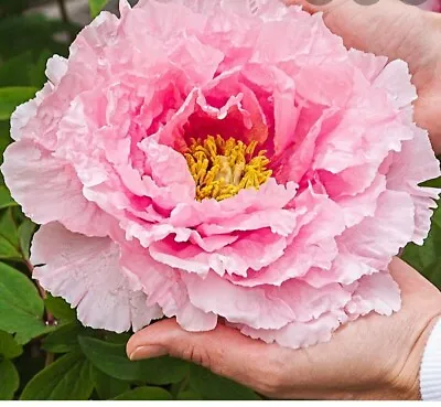 Light  Pink Japanese Tree Peony Paeonia Suffruticosa 5 Year Old Plant 20-30cm  • £34.99