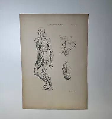 Vintage French Anatomy Print • $75