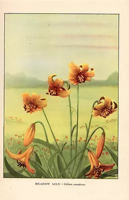 1926 Vintage WILD FLOWER  MEADOW LILY  GORGEOUS COLOR Art Print Lithograph • $7.50