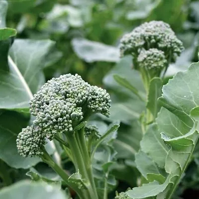 200+ Seeds Italian Sprouting Broccoli High Yeild Crop Healthy Heirloom Vegetable • $3.99