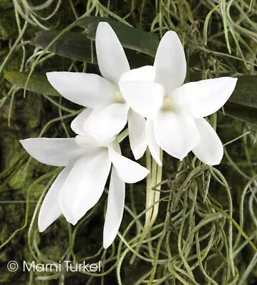FLASK: Aerangis Fastuosa NIGHT FRAGRANT MADAGASCAR MINIATURE Orchid Species • $84.99