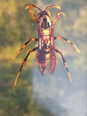 🐝Hornet Wasp In Plastic Resin Ideal Paperweight OR Collection Free Postage Uk   • £8.75