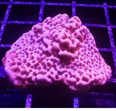 Live Coral Montipora Pink Panther 3/4”+ • $20