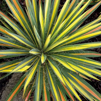 Yucca 'Colour Guard'. 7cm Plant X 3. Exotic Evergreen Tri-colour Foliage. Palm • £27.95