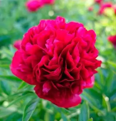 PEONY - RED (RUBRA PLENA-DOUBLE RED) PERENNIAL PLANT Pot • £14.99