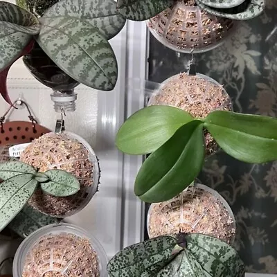 $14.99 • Buy Hanging Moss Ball Planter For Elkhorn Ferns And Orchids