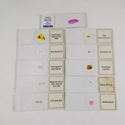 Prepared Glass Microscope Slides X11 Plastic Box Human Flea Plant Bacteria Onion • $14.99