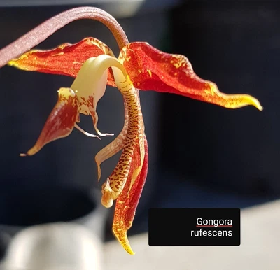 $25 • Buy Gongora Orchid - Gongora Rufescens (Species) Big Piece