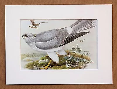 £7.99 • Buy John Gould - 1970s Vintage Mounted Colour Bird Print - Hen Harrier (74)