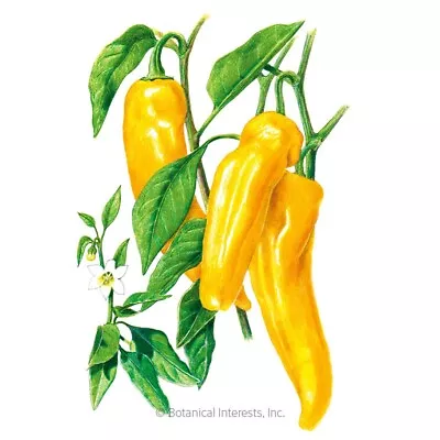 Golden Marconi Rosso Italian Sweet Pepper 25-Seeds Unique Creek Homestead • $4.95