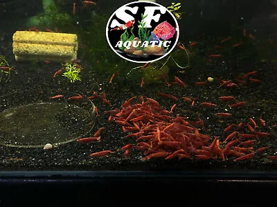 10+1 Fire Red Cherry - Freshwater Neocaridina Aquarium Shrimp. Live Guarantee • $26.50